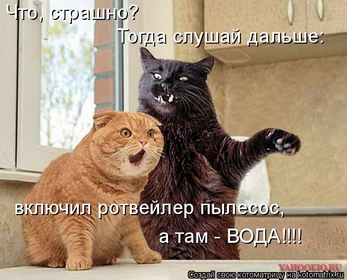 Что, страшно? Тогда слушай дальше: включил ротвейлер пылесос, а там - ВОДА!!!!... Котоматрица: Что, страшно? Тогда слушай дальше: включил ротвейлер пылесос, а там - ВОДА!!!!