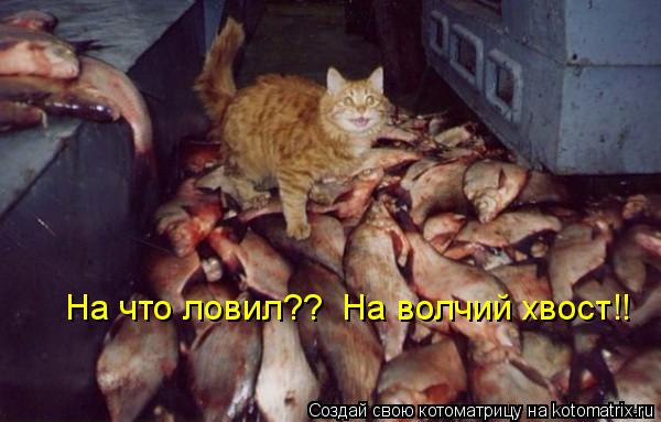 На что ловил?? На волчий хвост!!... Котоматрица: На что ловил?? На волчий хвост!!