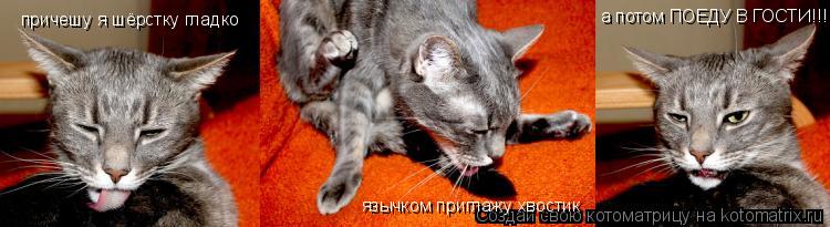 причешу я шёрстку гладко язычком приглажу хвостик а потом ПОЕДУ В ГОСТИ!!!... Котоматрица: причешу я шёрстку гладко язычком приглажу хвостик а потом ПОЕДУ В ГОСТИ!!!