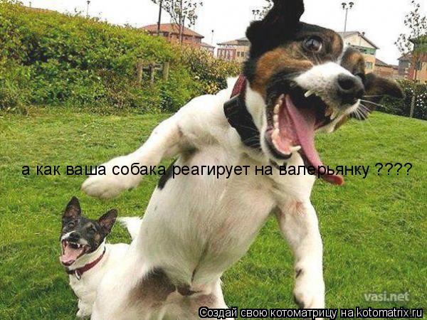 а как ваша собака реагирует на валерьянку ????... Котоматрица: а как ваша собака реагирует на валерьянку ????