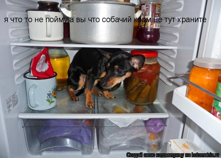 я что то не пойму а вы что собачий корм не тут храните... Котоматрица: я что то не пойму а вы что собачий корм не тут храните