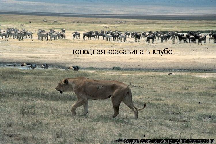 голодная красавица в клубе...... Котоматрица: голодная красавица в клубе...