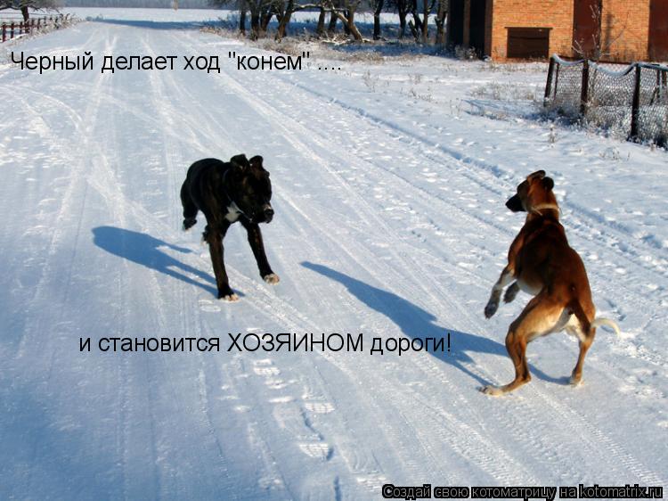 Черный делает ход "конем" .... и становится ХОЗЯИНОМ дороги!... Котоматрица: Черный делает ход "конем" .... и становится ХОЗЯИНОМ дороги!