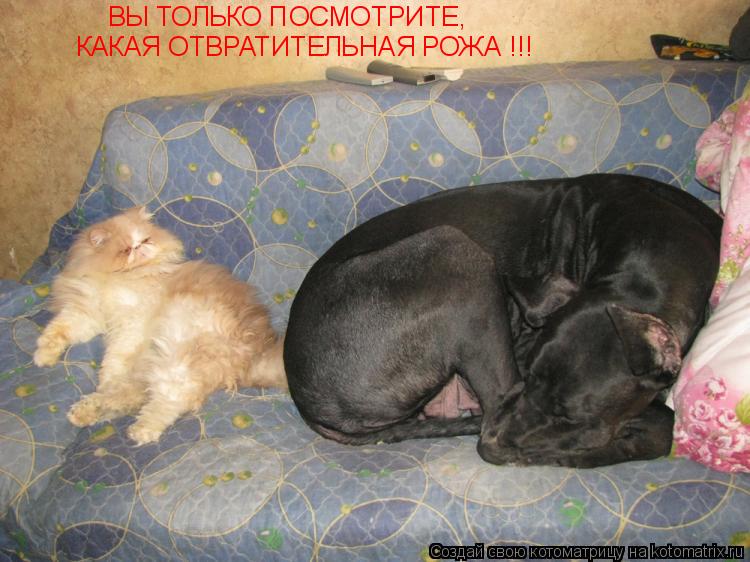 ВЫ ТОЛЬКО ПОСМОТРИТЕ, КАКАЯ ОТВРАТИТЕЛЬНАЯ РОЖА !!!... Котоматрица: ВЫ ТОЛЬКО ПОСМОТРИТЕ, КАКАЯ ОТВРАТИТЕЛЬНАЯ РОЖА !!!