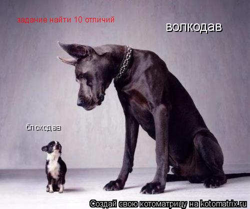 волкодав блоходав задание найти 10 отличий... Котоматрица: волкодав блоходав задание найти 10 отличий