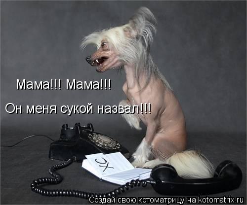 Мама!!! Мама!!! Он меня сукой назвал!!!... Котоматрица: Мама!!! Мама!!! Он меня сукой назвал!!!