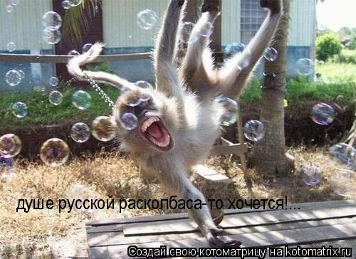 душе русской расколбаса-то хочется!...... Котоматрица: душе русской расколбаса-то хочется!...