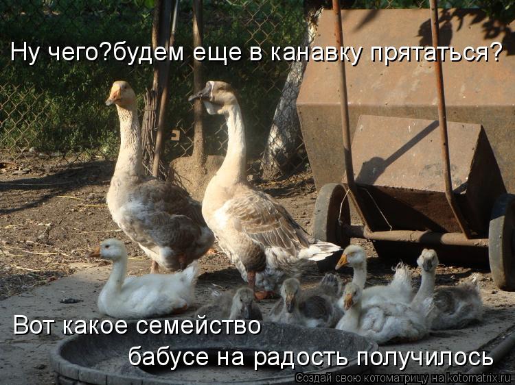 Ну чего?будем еще в канавку прятаться? Вот какое семейство бабусе на радость получилось... Котоматрица: Ну чего?будем еще в канавку прятаться? Вот какое семейство бабусе на радость получилось