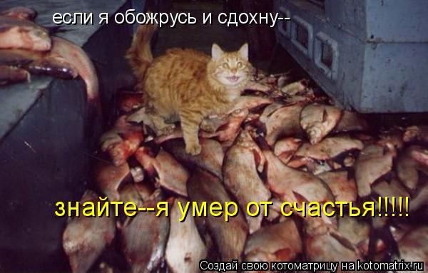 если я обожрусь и сдохну-- знайте--я умер от счастья!!!!!... Котоматрица: если я обожрусь и сдохну-- знайте--я умер от счастья!!!!!