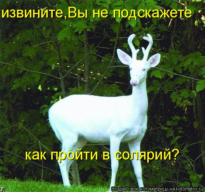 извините,Вы не подскажете как пройти в солярий?... Котоматрица: извините,Вы не подскажете как пройти в солярий?