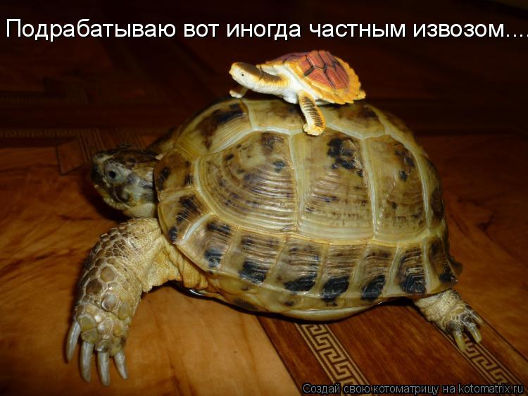 Подрабатываю вот иногда частным извозом..... Подрабатываю вот иногда частным извозом........ Котоматрица: Подрабатываю вот иногда частным извозом..... Подрабатываю вот иногда частным извозом.....
