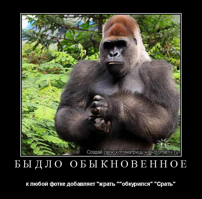 Быдло обыкновенное к любой фотке добавляет "жрать ""обкурился" "Срать"... Котоматрица: Быдло обыкновенное к любой фотке добавляет "жрать ""обкурился" "Срать"