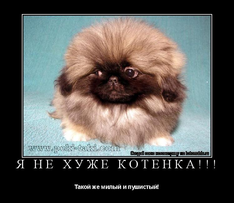 Я не хуже котёнка!!! Такой же милый и пушистый!... Котоматрица: Я не хуже котёнка!!! Такой же милый и пушистый!
