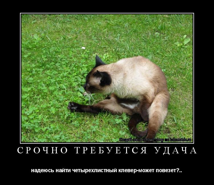 срочно требуется удача надеюсь найти четырехлистный клевер-может повезет?..... Котоматрица: срочно требуется удача надеюсь найти четырехлистный клевер-может повезет?..