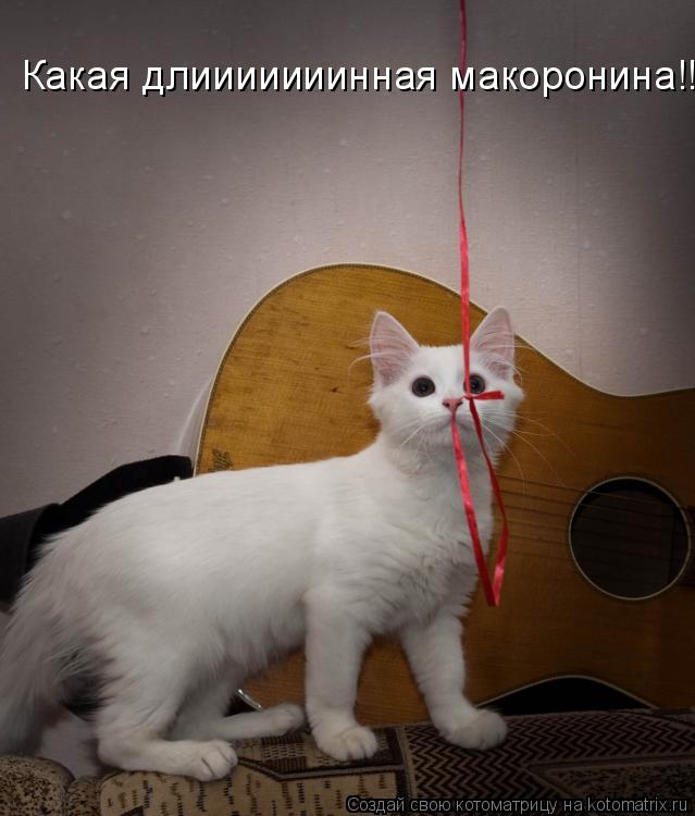 Какая длииииииинная макоронина!!... Котоматрица: Какая длииииииинная макоронина!!