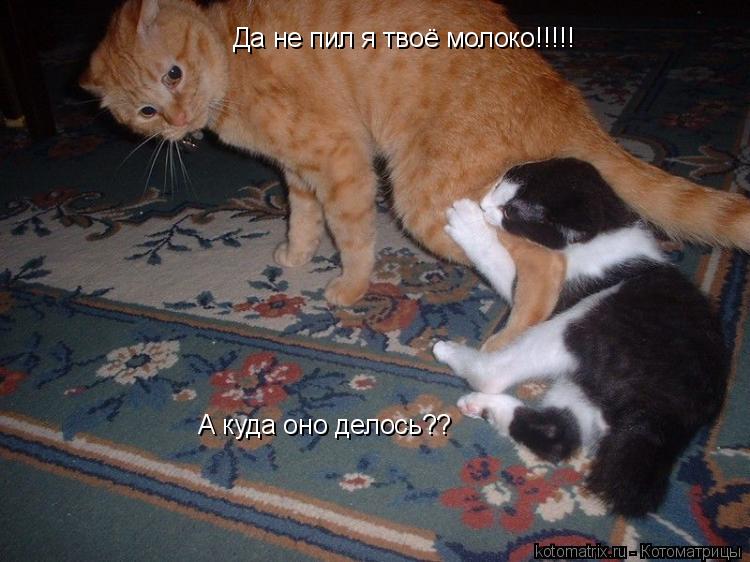 Да не пил я твоё молоко!!!!! А куда оно делось??... Котоматрица: Да не пил я твоё молоко!!!!! А куда оно делось??