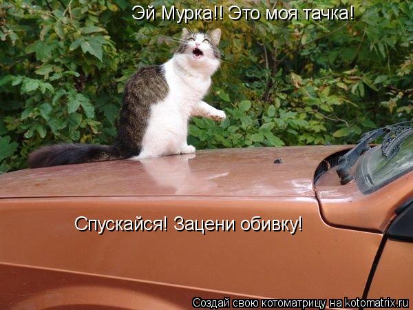 Эй Мурка!! Это моя тачка! Спускайся! Зацени обивку!... Котоматрица: Эй Мурка!! Это моя тачка! Спускайся! Зацени обивку!