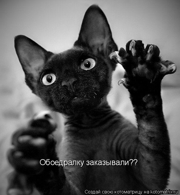 Обоедралку заказывали??... Котоматрица: Обоедралку заказывали??