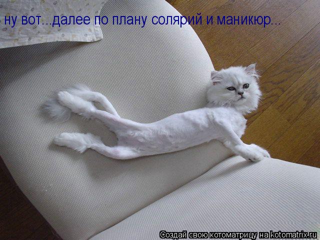 ну вот...далее по плану солярий и маникюр...... Котоматрица: ну вот...далее по плану солярий и маникюр...