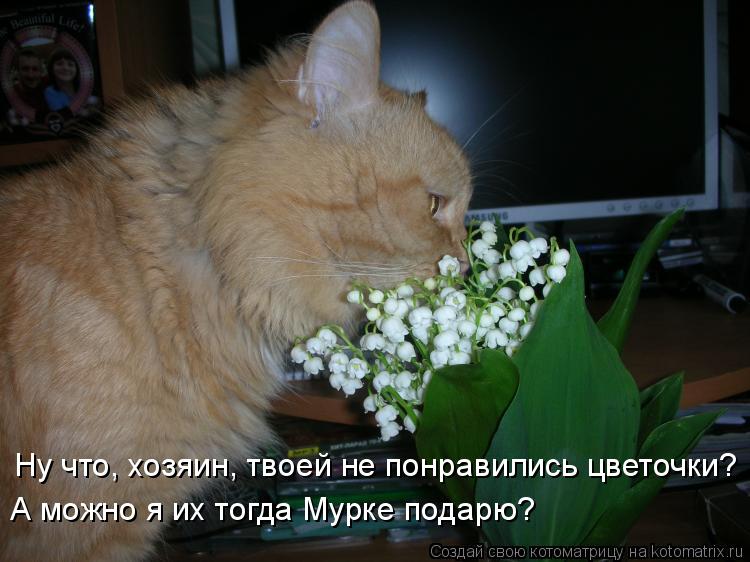 Ну что, хозяин, твоей не понравились цветочки? А можно я их тогда Мурке подарю?... Котоматрица: Ну что, хозяин, твоей не понравились цветочки? А можно я их тогда Мурке подарю?