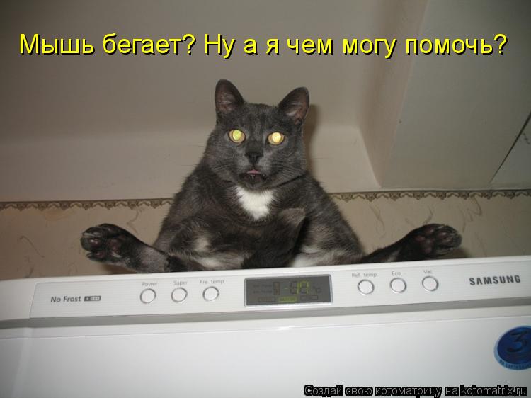 Мышь бегает? Ну а я чем могу помочь?... Котоматрица: Мышь бегает? Ну а я чем могу помочь?