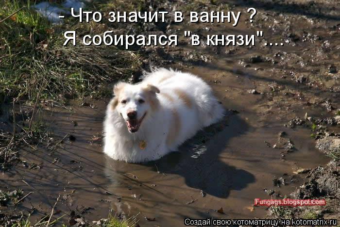 - Что значит в ванну ? Я собирался "в князи"....... Котоматрица: - Что значит в ванну ? Я собирался "в князи"....