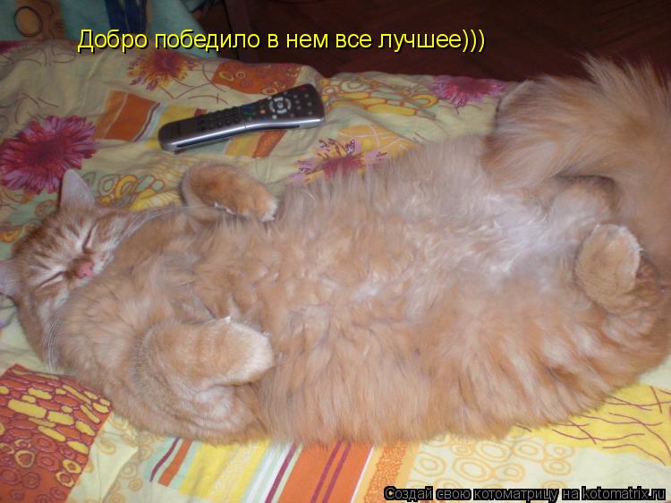 Добро победило в нем все лучшее)))... Котоматрица: Добро победило в нем все лучшее)))
