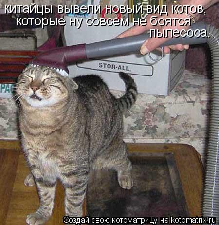 китайцы вывели новый вид котов, которые ну совсем не боятся пылесоса.... Котоматрица: китайцы вывели новый вид котов, которые ну совсем не боятся пылесоса.