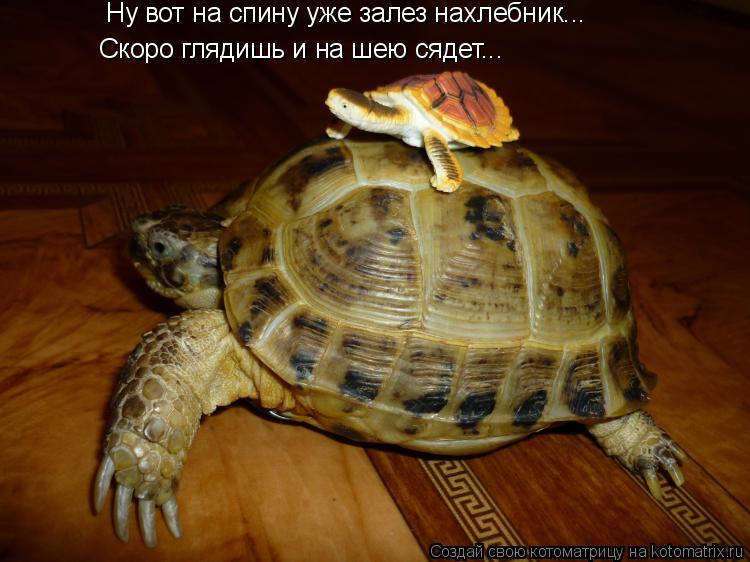 Ну вот на спину уже залез нахлебник... Ну вот на спину уже залез нахлебник... Скоро глядишь и на шею ... Котоматрица: Ну вот на спину уже залез нахлебник... Ну вот на спину уже залез нахлебник... Скоро глядишь и на шею сядет... Скоро глядишь и на шею сядет...