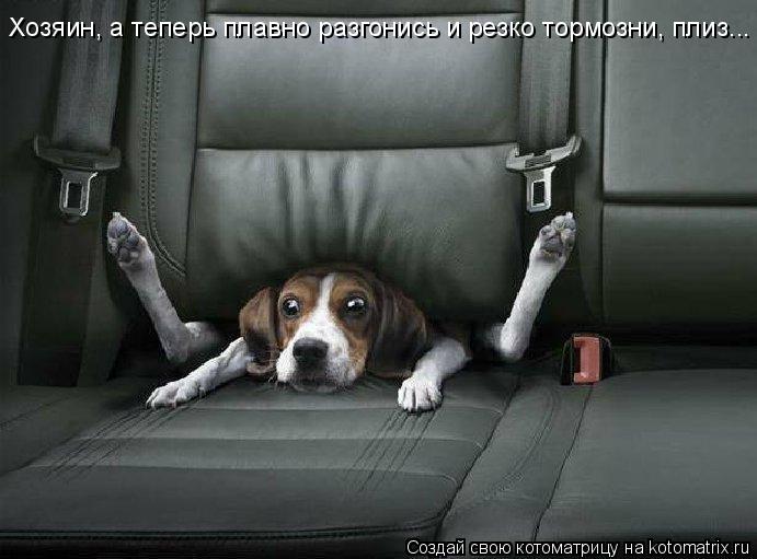 Хозяин, а теперь плавно разгонись и резко тормозни, плиз...... Котоматрица: Хозяин, а теперь плавно разгонись и резко тормозни, плиз...