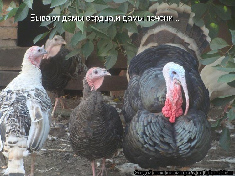 Бывают дамы сердца,и дамы печени...... Котоматрица: Бывают дамы сердца,и дамы печени...