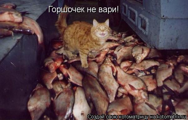 Горшочек не вари!... Котоматрица: Горшочек не вари!
