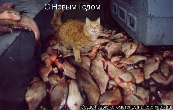 С Новым Годом... Котоматрица: С Новым Годом