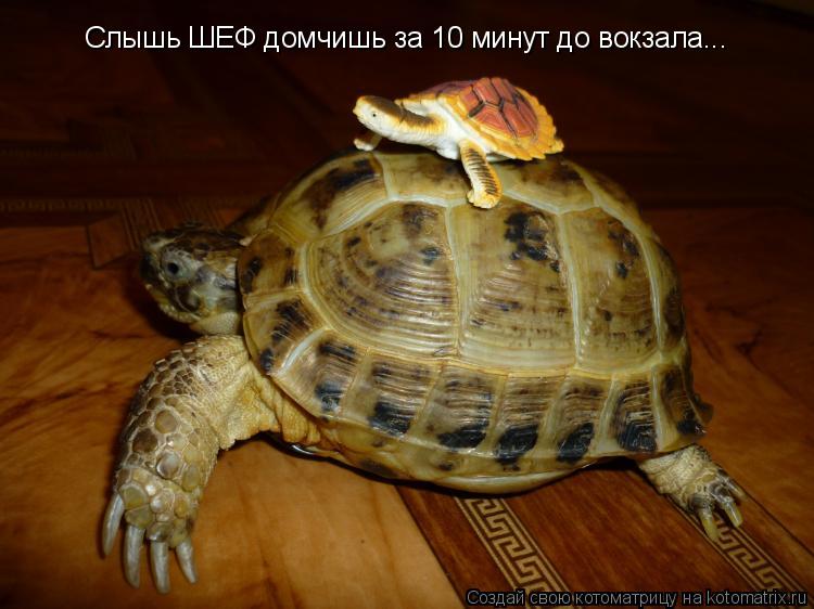 Слышь ШЕФ домчишь за 10 минут до вокзала... Слышь ШЕФ домчишь за 10 минут до вокзала...... Котоматрица: Слышь ШЕФ домчишь за 10 минут до вокзала... Слышь ШЕФ домчишь за 10 минут до вокзала...