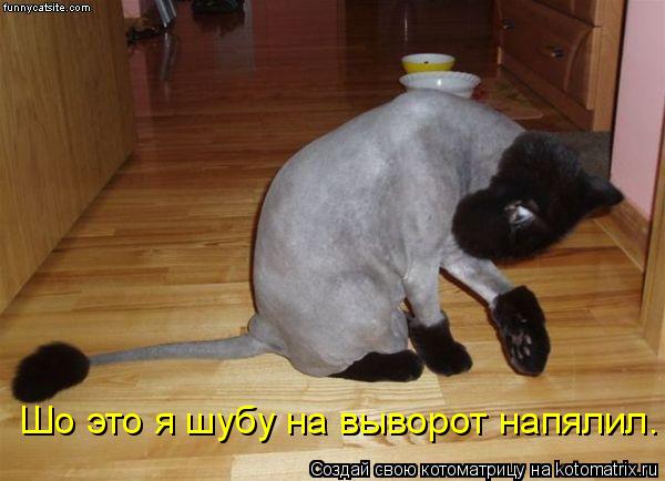 Шо это я шубу на выворот напялил.... Котоматрица: Шо это я шубу на выворот напялил.