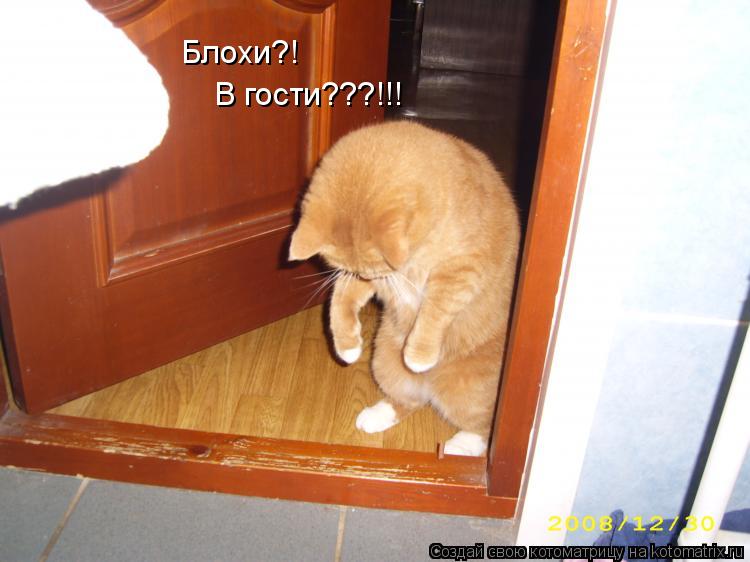 Блохи?! В гости???!!!... Котоматрица: Блохи?! В гости???!!!