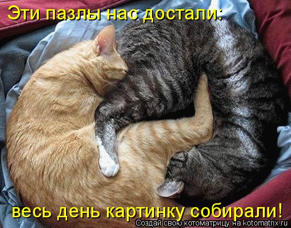 Эти пазлы нас достали: весь день картинку собирали!... Котоматрица: Эти пазлы нас достали: весь день картинку собирали!