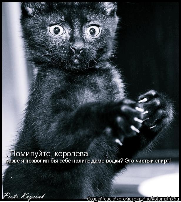 — Помилуйте, королева, разве я позволил бы себе налить даме водки? Это чистый спирт!... Котоматрица: — Помилуйте, королева, разве я позволил бы себе налить даме водки? Это чистый спирт!