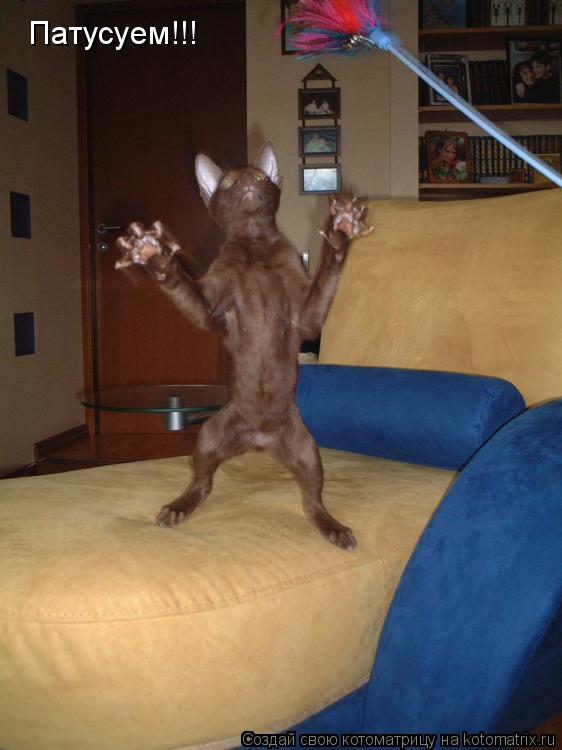 Патусуем!!!... Котоматрица: Патусуем!!!