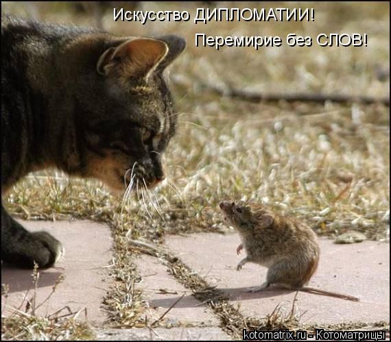 Искусство ДИПЛОМАТИИ! Перемирие без СЛОВ!... Котоматрица: Искусство ДИПЛОМАТИИ! Перемирие без СЛОВ!
