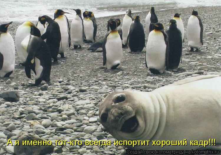 Котоматрица: А я именно тот-кто всегда испортит хороший кадр!!!