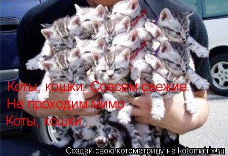 Котоматрица: Коты, кошки… Совсем свежие… Не проходим мимо Коты, кошки...