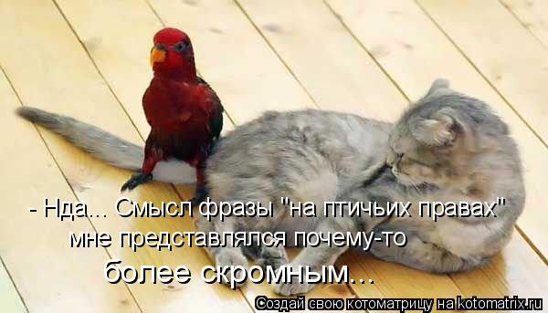 - Нда... Смысл фразы "на птичьих правах" мне представлялся почему-то более скромным...... Котоматрица: - Нда... Смысл фразы "на птичьих правах" мне представлялся почему-то более скромным...