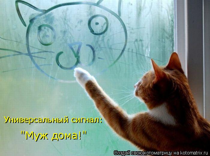 Котоматрица: Универсальный сигнал: "Муж дома!"