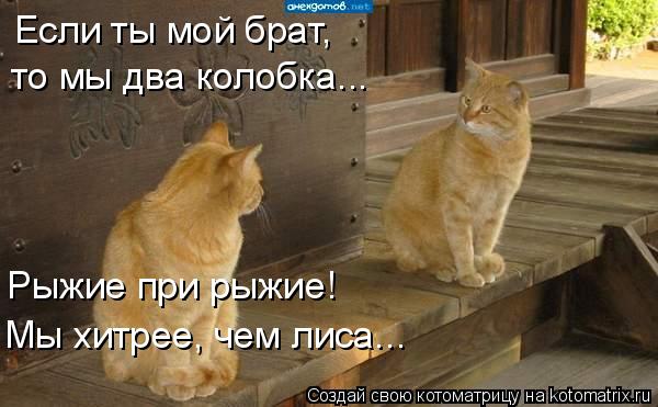 Если ты мой брат, то мы два колобка... Рыжие при рыжие! Мы хитрее, чем лиса...... Котоматрица: Если ты мой брат, то мы два колобка... Рыжие при рыжие! Мы хитрее, чем лиса...