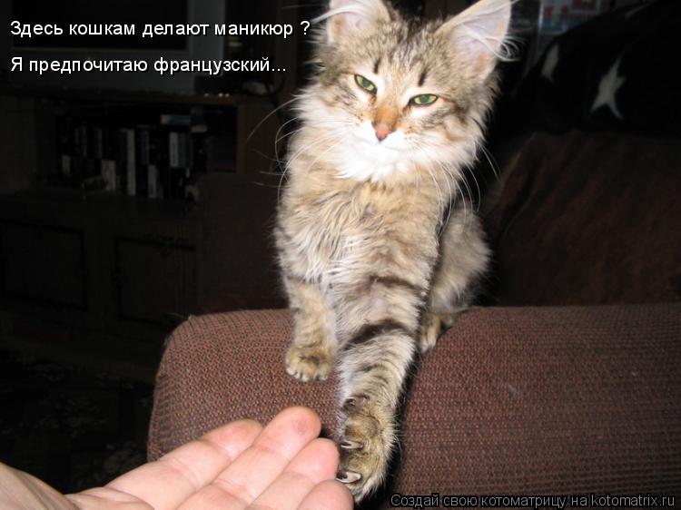 Я предпочитаю французский... Здесь кошкам делают маникюр ?... Котоматрица: Я предпочитаю французский... Здесь кошкам делают маникюр ?