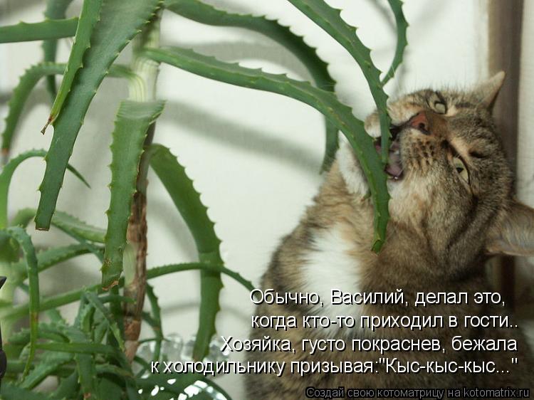 Обычно, Василий, делал это, когда кто-то приходил в гости.. Хозяйка, густо покраснев, бежала к холод... Котоматрица: Обычно, Василий, делал это, когда кто-то приходил в гости.. Хозяйка, густо покраснев, бежала к холодильнику призывая:"Кыс-кыс-кыс..."