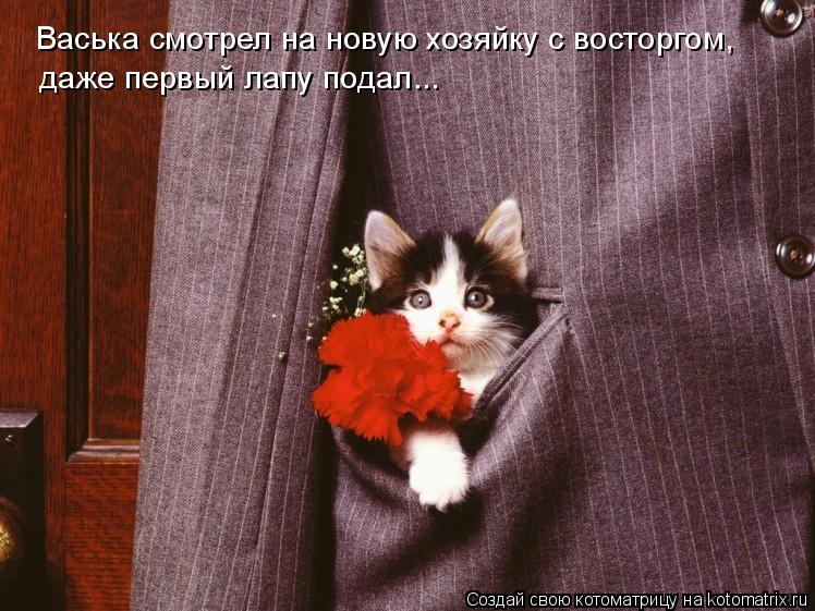 Васька смотрел на новую хозяйку с восторгом, даже первый лапу подал...... Котоматрица: Васька смотрел на новую хозяйку с восторгом, даже первый лапу подал...