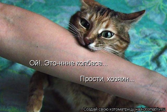 Ой!..Это-ннне колбаса... Прости, хозяин...... Котоматрица: Ой!..Это-ннне колбаса... Прости, хозяин...