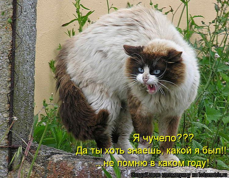 Я чучело??? Да ты хоть знаешь, какой я был!! ...не помню в каком году!... Котоматрица: Я чучело??? Да ты хоть знаешь, какой я был!! ...не помню в каком году!